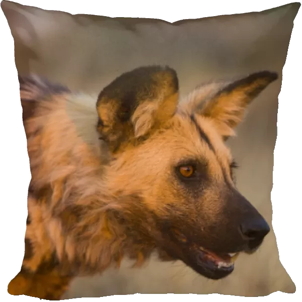 Africa, Namibia. Wild dog portrait. Credit as: Jim Zuckerman  /  Jaynes Gallery  /  DanitaDelimont