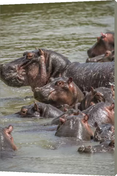 Africa, Hippopotamus