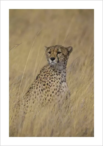 Africa. Tanzania. Cheetah (Acinonyx jubatus) hunting on the plains of the Serengeti
