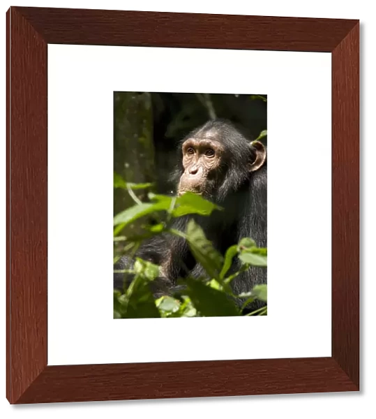 Africa, Uganda, Kibale National Park, Ngogo Chimpanzee Project. Adolescent male chimpanzee