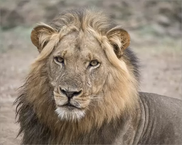 Africa, Zambia. Alert adult lion. Credit as: Bill Young  /  Jaynes Gallery  /  DanitaDelimont
