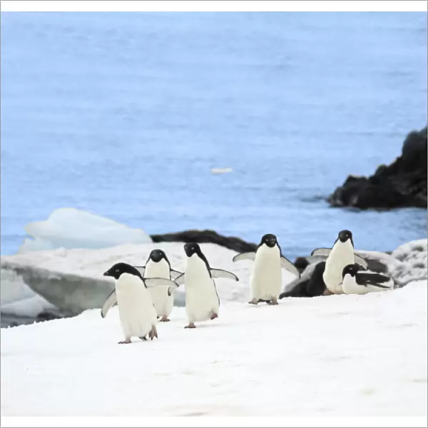 Gentoo penguins (Pygoscelis papua) waddle away from the Arctic Sea toward their rookery