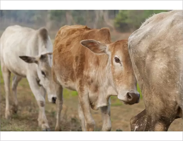 Asia, India, Meghalaya, Bajengdoba. Cattle walk in single file