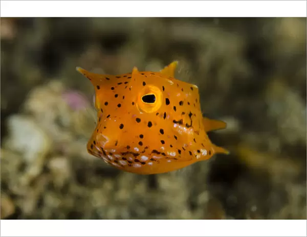 Indonesia, Lembeh Strait. Close-up of juvenile cowfish