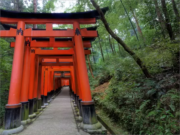 Japan, Kyoto. Torii Gates in the Fushimi-Inari-Taisha Shinto Shrine