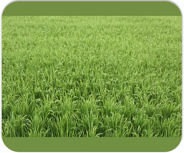 Japan, Nara Province, Heguri-cho. Field of growing rice stalks