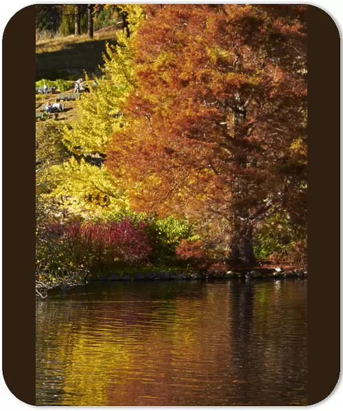 Autumn colour reflected in duck pond, Botanic Gardens, Dunedin, Otago, South Island