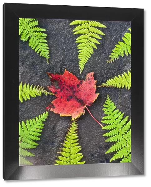 North America, Canada, Nova Scotia, Cape Breton, eight green ferns and maple leaf