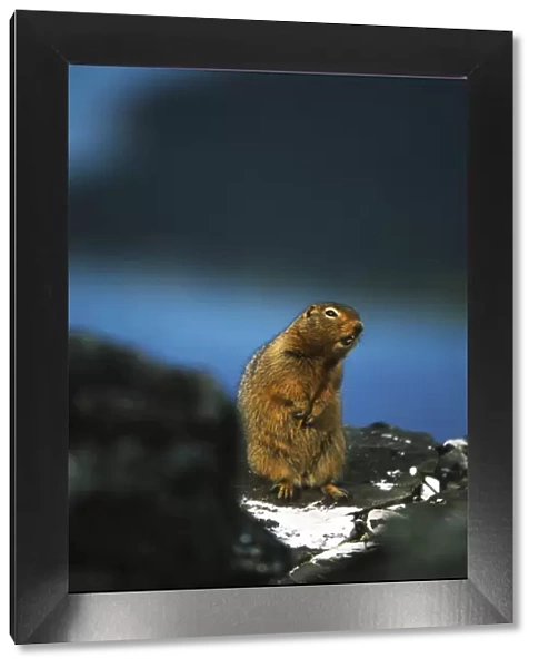 Canada, Yukon Territory, Kluane National Park And Reserve, Arctic ground squirrel