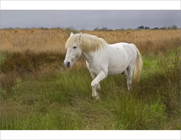 Camargue horse in marsh, southern France