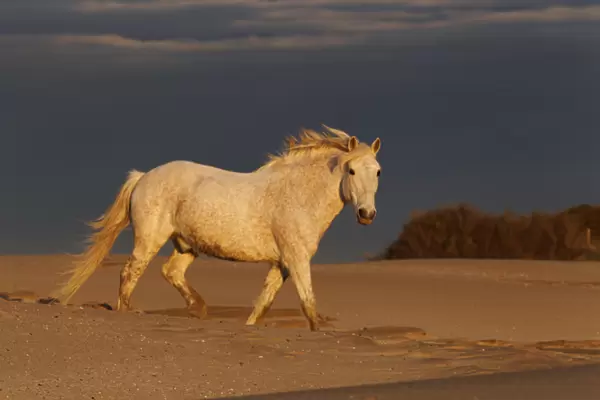 Camargue Horse on beach at sunrise, southern, France