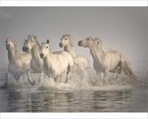Horse galloping in the Mediterranean water, Camargue, France