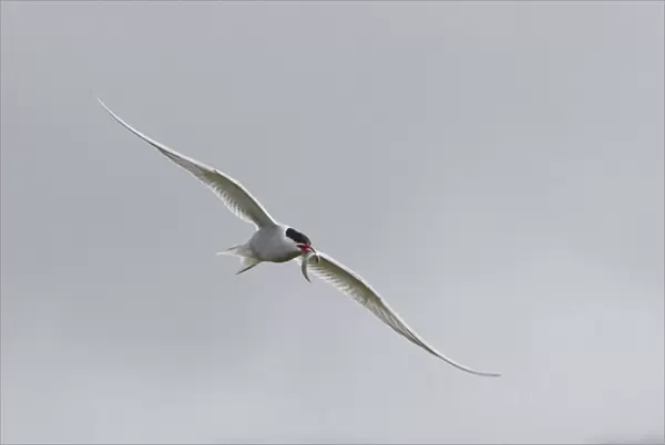 Europe, Iceland, Vik. Arctic tern flying with small fish in beak