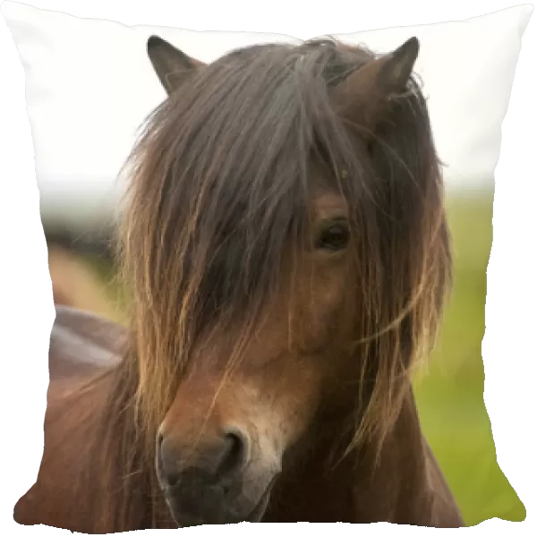 Iceland, Icelandic Horse