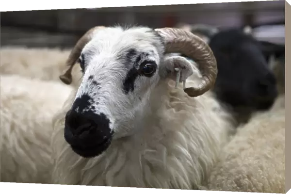 Livestock auction. Ireland. Auction anxiety