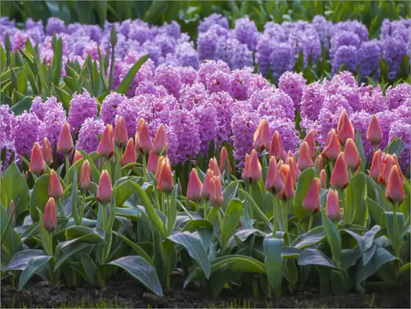 Spring flower garden with tulips and hyacinth