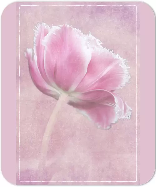 Netherlands, Lisse, Keukenhof Gardens, Pink Tulip, Digitally Altered