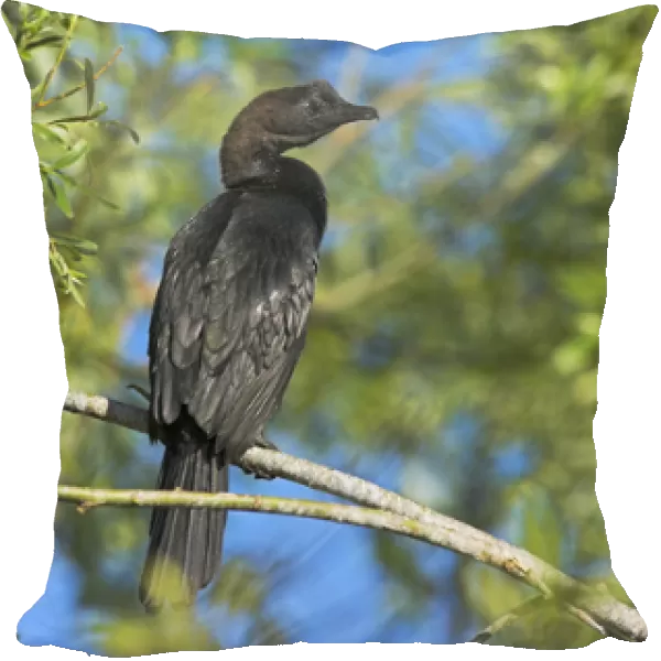 Pygmy Cormorant (Phalacrocorax pygmeus) in the Danube Delta, is a near threatened