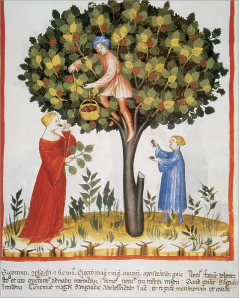 Tacuinum Sanitatis. Medieval Health Handbook, dated before 1400, based on observations