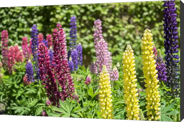 Colorful Lupines, USA