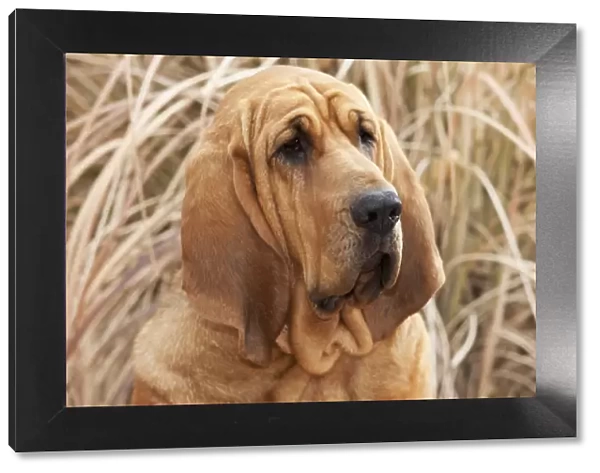 Purebred Bloodhound headshot in dried grass