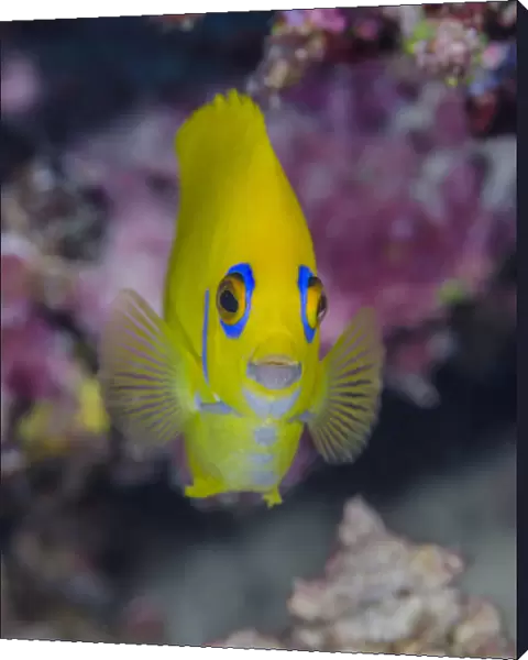 Fiji. Close-up of lemonpeel angelfish. Credit as: Jones & Shimlock  /  Jaynes Gallery