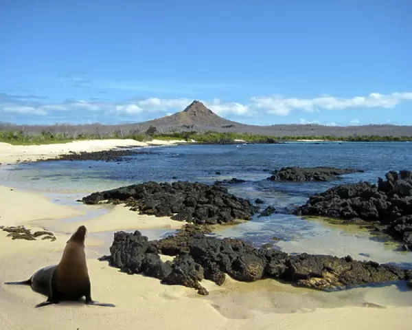 A sea lion (Eumetopias Jubatus) poses on the beach in the Galapgos Islands of Ecuador