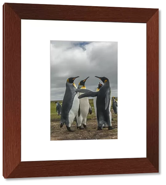 Falkland Islands, East Falkland, Volunteer Point. King penguins in dominance display