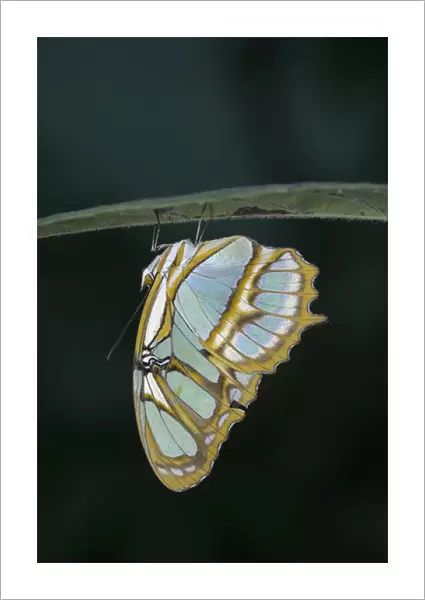 Ecuador, Orellana, Napo River. Butterfly at the La Selva Jungle Lodge butterfly farm
