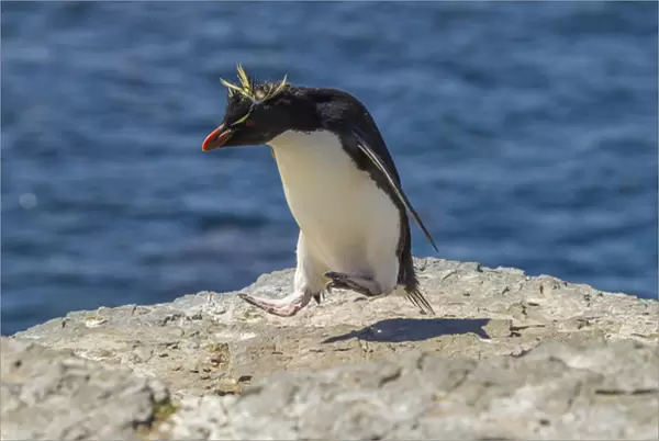Falkland Islands, Bleaker Island. Rockhopper penguin living up to his name. Credit as