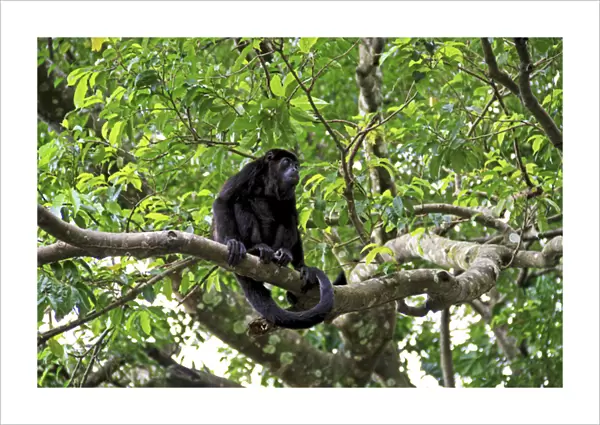 Black Howler Monkey (Alouatta Caraya) Palo Verde National Park, Costa Rica, South America