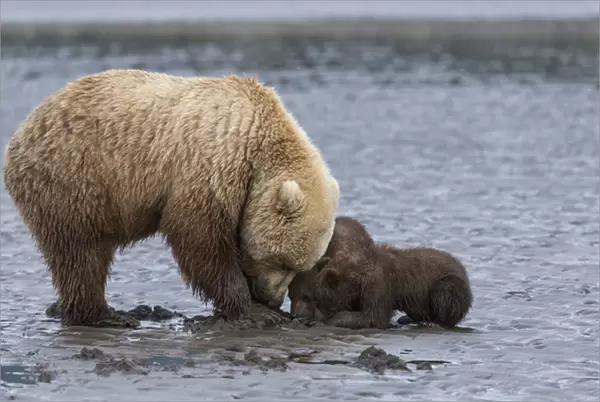 USA, Alaska. A female grizzly bear, ursus arctos horribilis, clams on the tidal flats