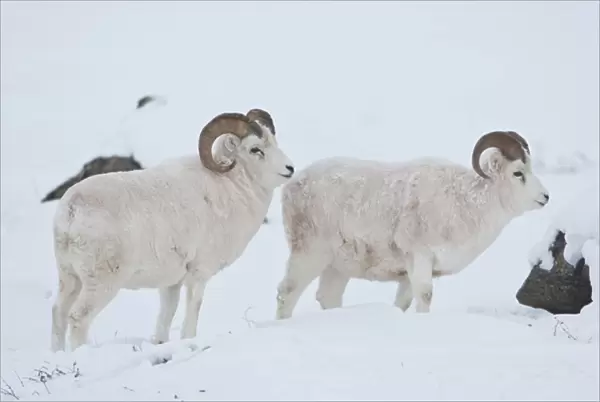 A pair of dall sheep rams look up from grazing on frozen grasses and sedges under