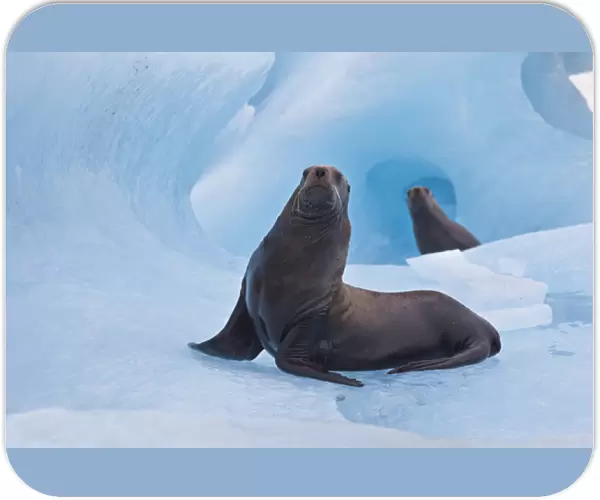 Prince William Sound, Alaska, a pair of playful stellar sea lions wrestle on a blue