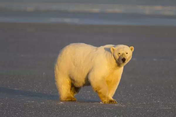 A polar bear walks across thin ice on the frozen surface of the Beaufort Sea on the coast of ANWR