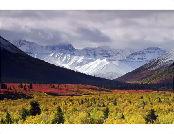 Autumnon theaiga; Denali National Park; Alaska; USA; fall; autumnal; colorful; red
