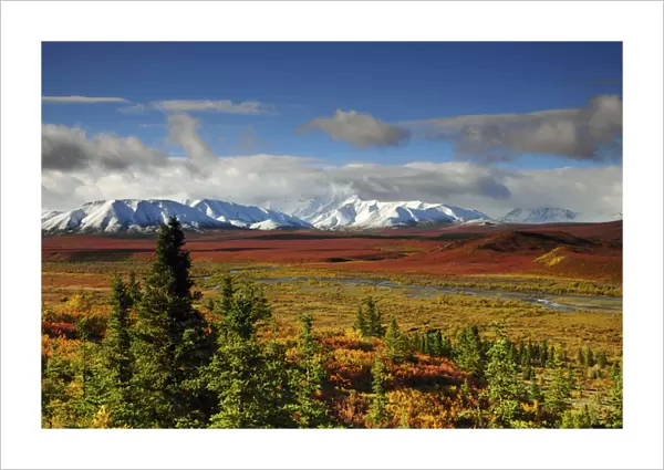 Alaska Range; Autumn; Taiga; Denali National Park; Alaska; USA