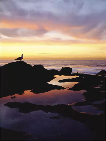 USA, California, San Diego. A seagull at Sunset Cliffs tidepools on the Pacific Ocean