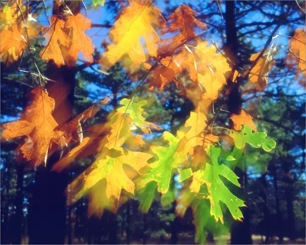 USA, California, Black Oak Leaves blowing in the Wind
