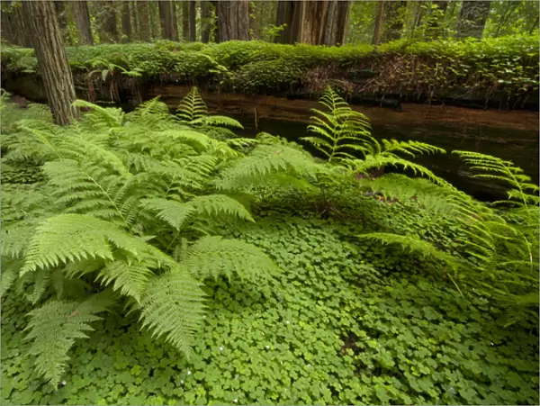 USA, California, Humboldt Redwood National Park. Bracken fern and redwood sorrel border