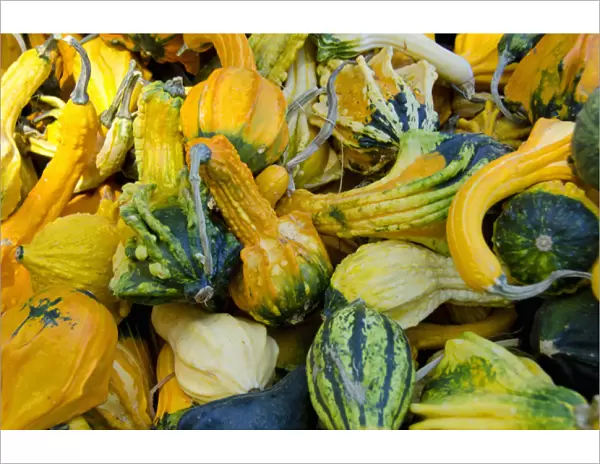 California fruit stand Autumn harvest. Ornamental Winged gourds