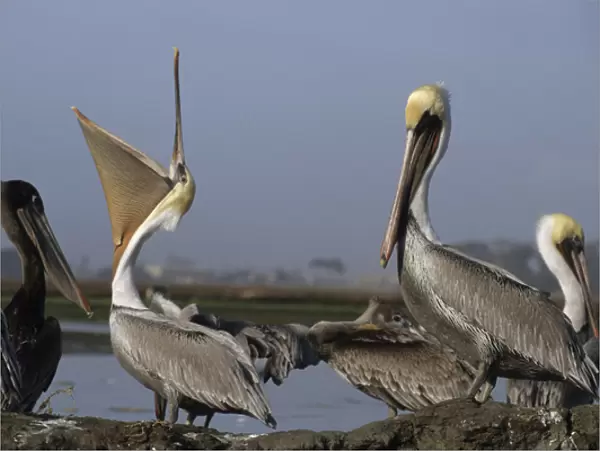 USA, California, Brown Pelicans, Monterey