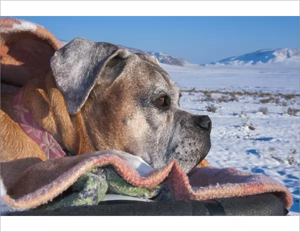 Boxer viewing snow scape