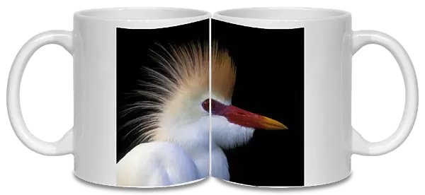 USA, Florida, St. Augustine. Portrait of cattle egret in breeding plumage at St