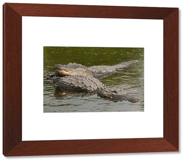 USA, Florida, Gatorland. Male alligator displays courtship behavior with female. Credit as