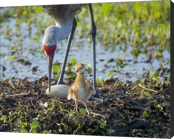 Sandhill crane inspecting second egg, Grus canadensis, Florida, wild