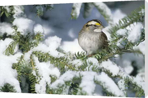 White-throated Sparrow (Zonotrichia albicollis) in winter, Marion Co. IL
