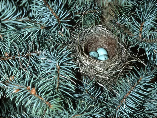 Chipping Sparrow (Spizella passerina) nest with 3 eggs IL