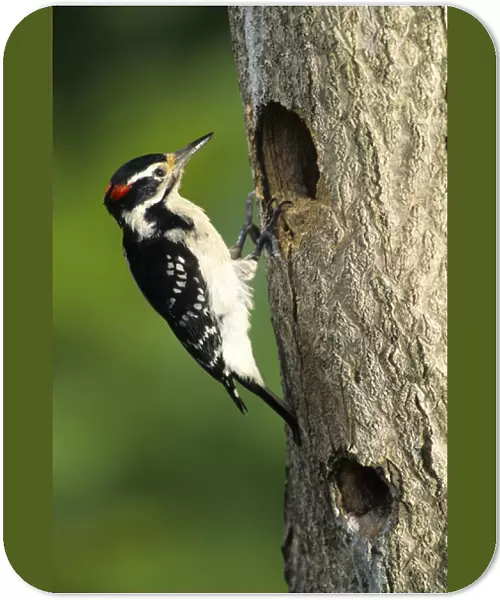 Hairy Woodpecker (Picoides villosus) male at nest cavity, Marion Co. Illinois