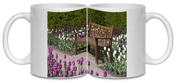 Bench in Tulips (Tulipa Negrita (purple), Inzell (White)